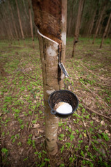 Rubber grown in Thailand