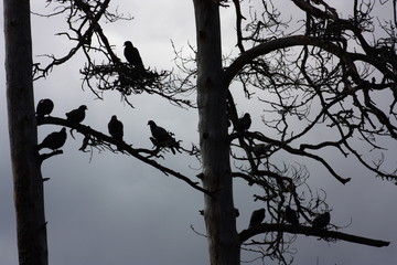 silhouettes of birds on tree branches