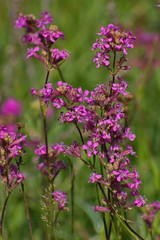 pink flowers of a silene on a green background