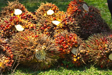 Naklejka na ściany i meble fruits of an oil palm tree (Elaeis guineensis) close up in Indonesia