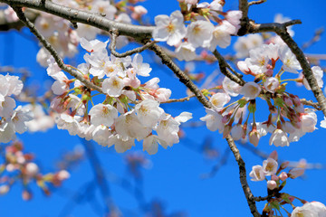 Cherry blossoms blooming in spring in Japan