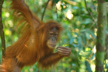 young orangutan in the jungle © Iuliia
