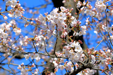 Cherry blossoms blooming in spring in Japan
