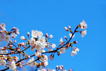 Cherry blossoms blooming in spring in Japan