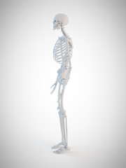 3d rendered medically accurate illustration of the human skeleton