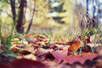 Autumn leaves in the park- closeup.	
