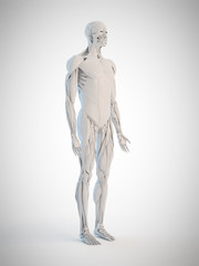 3d rendered medically accurate illustration of the human anatomy