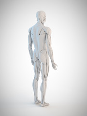 3d rendered medically accurate illustration of the human anatomy