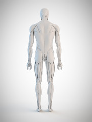 3d rendered medically accurate illustration of the human anatomy
