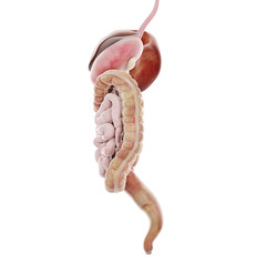 3d rendered medically accurate illustration of the digestive system