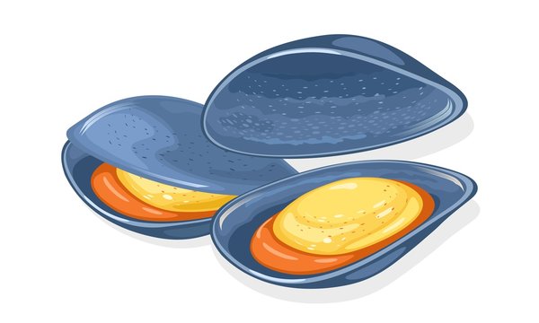 Opened blue marine mussels, oysters. Fresh delicious seafood. Bivalve molluscs. Vector cartoon illustration isolated on white background for menu, recipes, market label, food packing.
