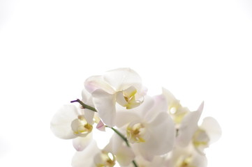 Fototapeta na wymiar orquídeas