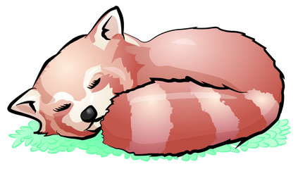 Cute red panda sleeping. Vector illustration