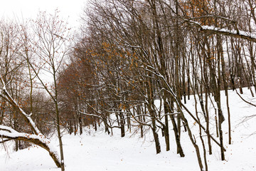 trees in winter