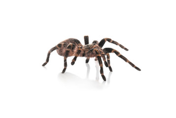 Striped knee tarantula (Aphonopelma seemanni) isolated on white