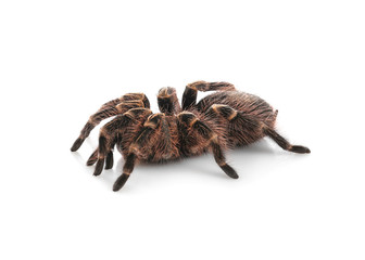 Striped knee tarantula (Aphonopelma seemanni) isolated on white