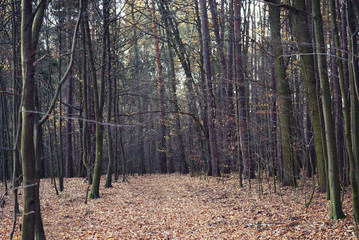 Autumn, a beautiful road in the forest with thin and tall trees. Scary scenery.