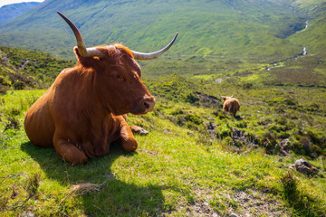 The Highland cow, a Scottish cattle breed that is local known as "coo", grazes in a meadow in the hilly mountainside on the Isle of Skye, Scotland, UK.