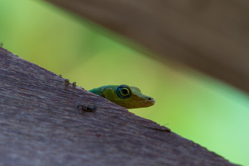 Da lugt wer hervor...