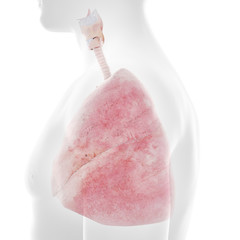 3d rendered medically accurate illustration of the