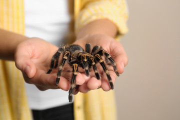 Woman holding striped knee tarantula on beige background, closeup