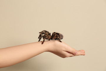 Obraz premium Woman holding striped knee tarantula on beige background, closeup