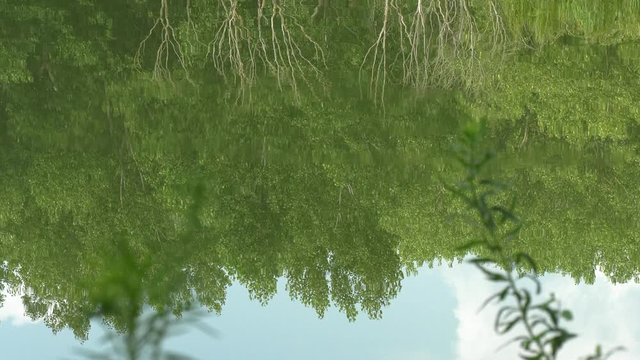Reflejo de rio