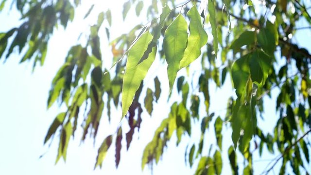 Sunlight filtering through the leaves of eucalyptus tree 