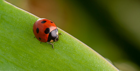 red ladybug on green leaf