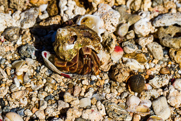 Einsiedlerkrebs, Kies, Muscheln