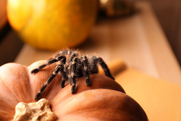 Striped knee tarantula on pumpkin indoors, closeup. Halloween celebration