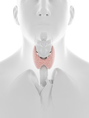 3d rendered medically accurate illustration of the thyroid gland