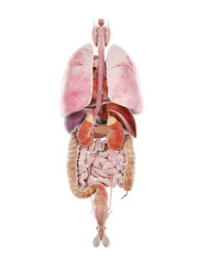 3d rendered medically accurate illustration of the human internal organs
