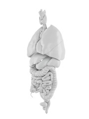 3d rendered medically accurate illustration of the human internal organs