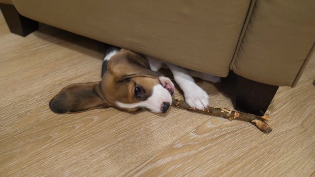 Cute little puppy dog play with stick, grab it and move under chair. Long soft ears of tiny beagle lie on floor, active pet love to play. Try to catch wood stick by jaws, wave paws