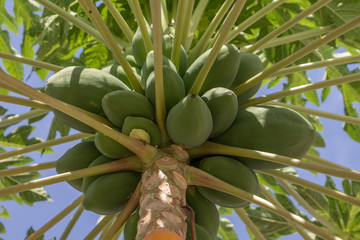 View of papaya tree with detailed growing papayas, typically tropical tree