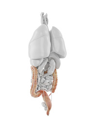 3d rendered medically accurate illustration of the colon