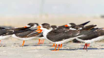 The Black Skimmer (Rynchops niger) is a beautiful Tern-like bird whose red and black lower bill is longer than its upper one. They are often seen flocking with gulls.