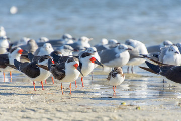 The Black Skimmer (Rynchops niger) is a beautiful Tern-like bird whose red and black lower bill is longer than its upper one. They are often seen flocking with gulls.