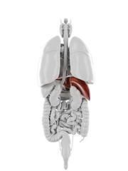 3d rendered medically accurate illustration of the liver