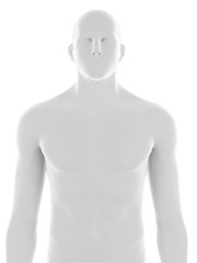 3d rendered medically accurate illustration of the male upper body