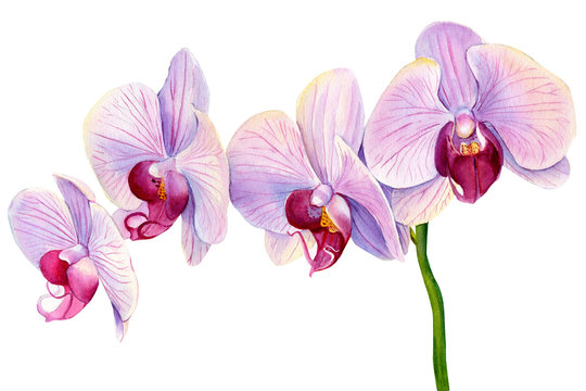 set of tropical pink flowering branch of orchids on white background, watercolor illustration