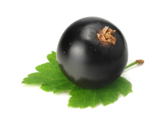 black currant with green leaf isolated on white background. macro