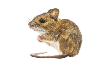 Sitting mouse isolated on white background