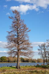 秋の水元公園