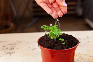 Woman's hands planting sprouts in pot with dirt or soil in container