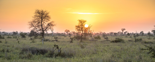 Plakat Sunrise over savanna