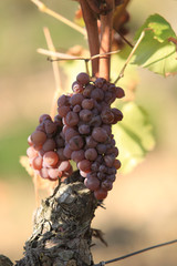 Vignes et vendanges tardives