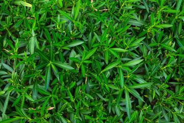 Fresh green foliage abstract background. Horizontal color photography.