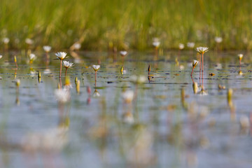 bloom of many white water lily reflected in natural Okavango river